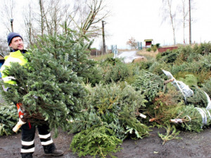 Od příštího týdne se v Hradci budou svážet vánoční stromky z domácností