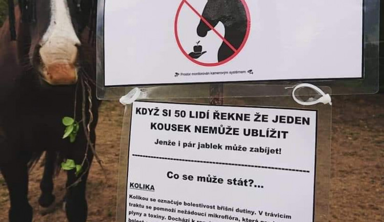 Cizí koně se nekrmí, ale je to marný, zlobí se chovatelé. I jablko nebo chleba může zvíře zabít