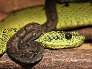 V safari parku se narodily vzácné zmije. Je to první odchov v zoo v Česku i na Slovensku