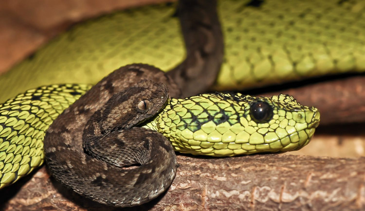 V safari parku se narodily vzácné zmije. Je to první odchov v zoo v Česku i na Slovensku