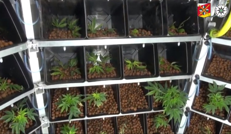 Policie v domě plném psů odhalila i pěstírnu konopí