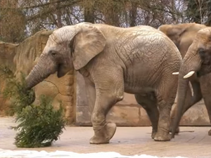 Trojice slonic ze zoo ve Dvoře Králové si pochutnala na vánočních smrčcích