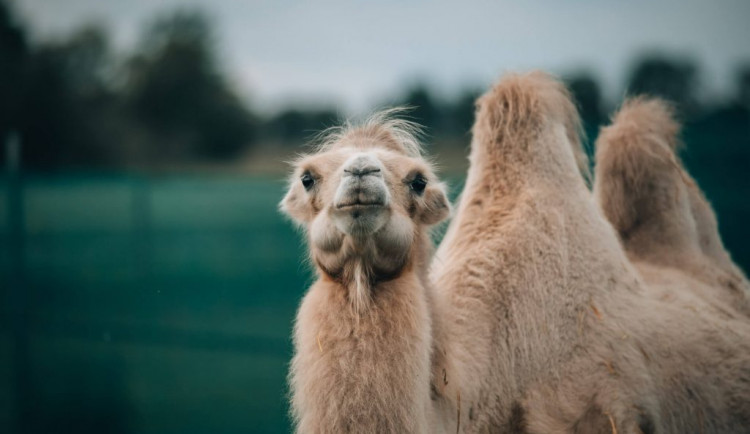 Zoo počítají ztráty v milionech, šetří, kde se dá. Nejhůře jsou na tom soukromí chovatelé
