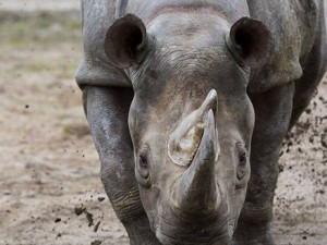 Uhynul druhý z pěti nosorožců převezených ze Dvora Králové do Rwandy
