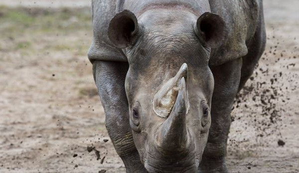 Uhynul druhý z pěti nosorožců převezených ze Dvora Králové do Rwandy