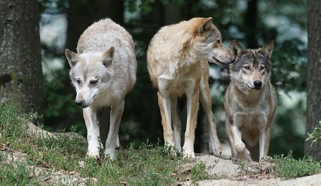 Vlkům se v Česku daří, počet jejich teritorií se zvýšil. Na Broumovsku trápí chovatele