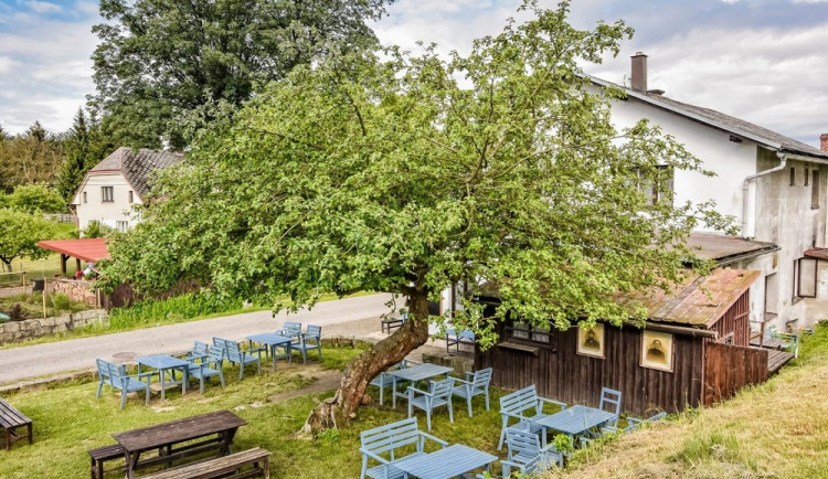 Jabloň u Lidmanů na Náchodsku bojuje o titul Evropský strom roku. Lidé mohou hlasovat do konce měsíce