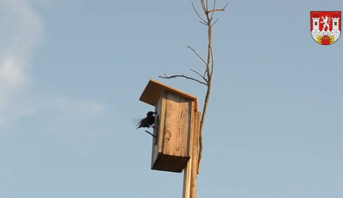 Ve Dvoře Králové podporují hnízdění plátů, rozmístili tu už 114 budek