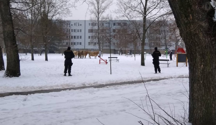 ČR, policie, chov, kuriozity, Hradec Králové,