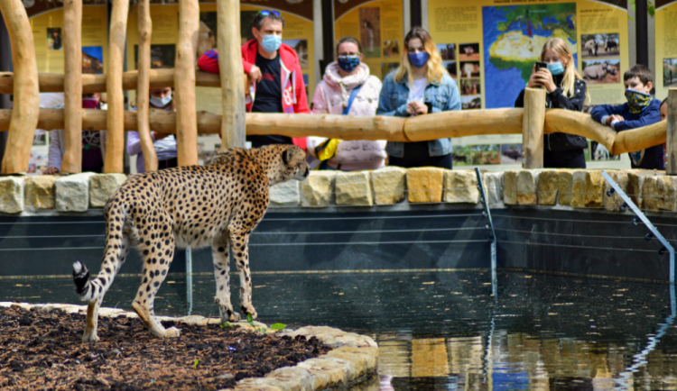 Pandemie stála Safari Park přes 30 milionů korun. Přežít ji pomáhají příznivci, darovali několik milionů