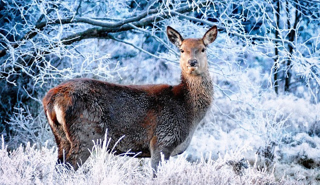 Mrazy komplikují přikrmování lesní zvěře, lidé by zvířatům nic nosit neměli