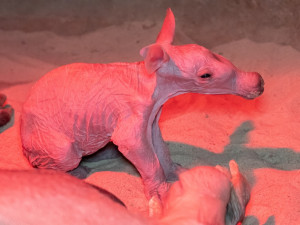 (c) Lukáš Pavlačík