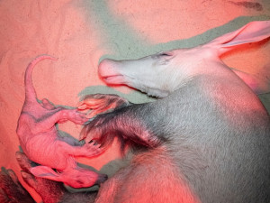 (c) Lukáš Pavlačík