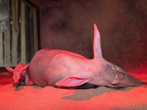 (c) Lukáš Pavlačík