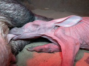 (c) Lukáš Pavlačík