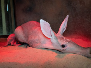 (c) Lukáš Pavlačík