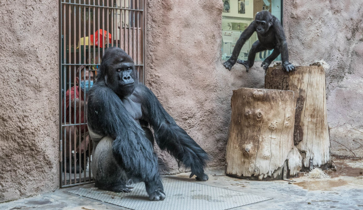 Koronavirem onemocněli lvi a gorilí samec Richard z pražské zoo. Nakazili se zřejmě od chovatelů