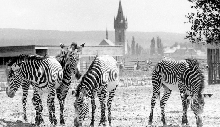 Safari Park ve Dvoře Králové hledá historické fotografie. Zahrada uspořádala soutěž