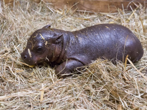 Safari Park slaví další úspěch. Během půl roku se narodilo už druhé mládě hrošíka liberijského