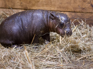 Safari Park slaví další úspěch. Během půl roku se narodilo už druhé mládě hrošíka liberijského