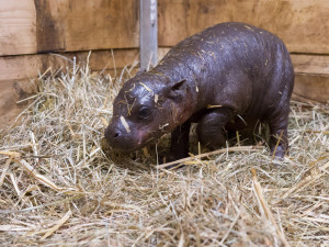 Safari Park slaví další úspěch. Během půl roku se narodilo už druhé mládě hrošíka liberijského