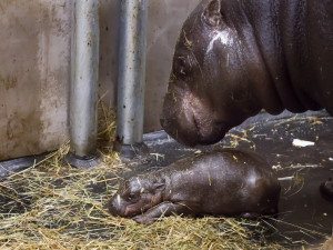 Safari Park slaví další úspěch. Během půl roku se narodilo už druhé mládě hrošíka liberijského