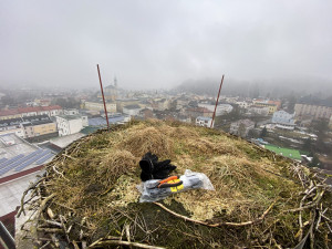 Další čapí hnízdo pod dohledem webkamer. Nově můžeme pozorovat komín na pivovarském komíně v Trutnově