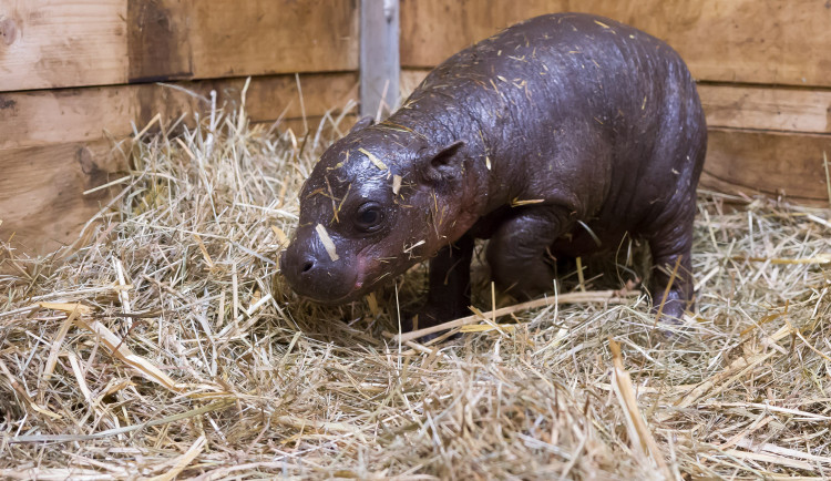 Safari Park slaví další úspěch. Během půl roku se narodilo už druhé mládě hrošíka liberijského