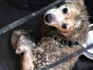 Policie obvinila ženy, které ve Dvoře Králové v děsivých podmínkách chovaly téměř 40 psů