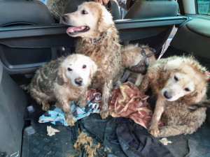 Policie obvinila ženy, které ve Dvoře Králové v děsivých podmínkách chovaly téměř 40 psů