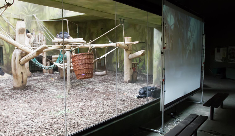 Šimpanze ze Safari Parku ve Dvoře spojil live stream se svými druhy ze zahrady v Brně