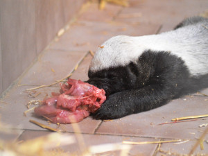 V safari parku se narodil medojed. Za poslední rok jde o jediné mládě na celém světě