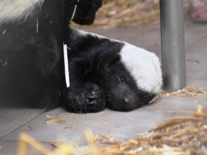 V safari parku se narodil medojed. Za poslední rok jde o jediné mládě na celém světě