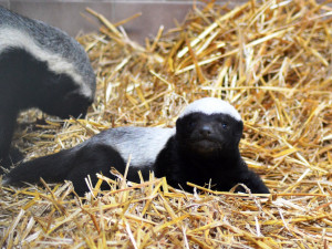 V safari parku se narodil medojed. Za poslední rok jde o jediné mládě na celém světě