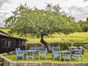 Jabloň u Lidmanů v anketě Evropský strom roku neobstála. Na prvním místě je tisíciletý dub ze Španělska