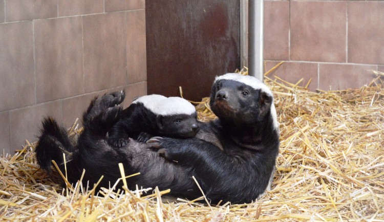 V safari parku se narodil medojed. Za poslední rok jde o jediné mládě na celém světě