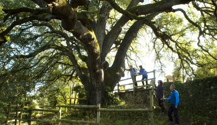 Jabloň u Lidmanů v anketě Evropský strom roku neobstála. Na prvním místě je tisíciletý dub ze Španělska