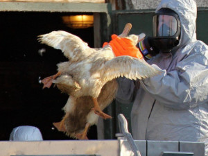 Ptačí chřipka pronikla do dvou chovů v Královéhradeckém kraji