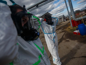 V Zábědově začala likvidace chovu kachen s ptačí chřipkou