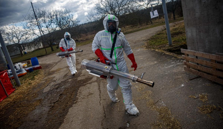 V Zábědově začala likvidace chovu kachen s ptačí chřipkou