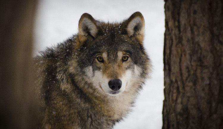 Vlkům se na Broumovsku daří. Chovatelům to velkou radost nedělá