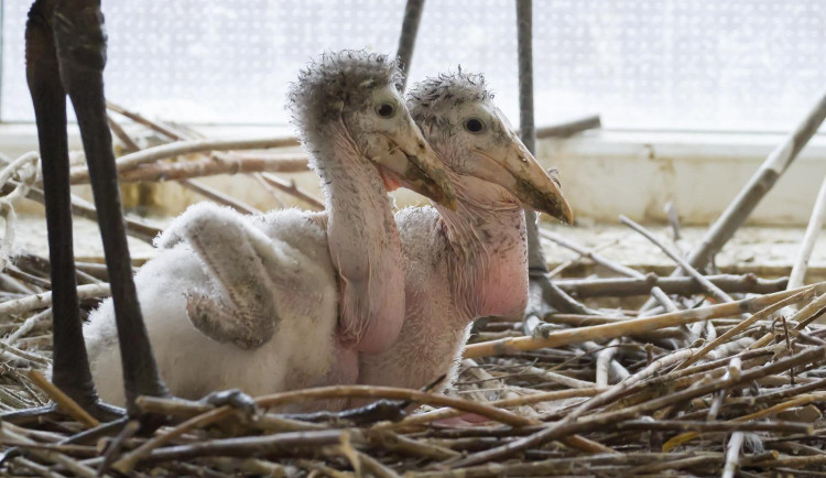 Safari Park má další evropský unikát. Vyrůstají zde čtyři mláďata marabua afrického
