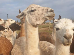 Farmě Wenet v Broumově hrozilo kvůli uzavření redukování chovů, díky lidem se daří situaci ustát