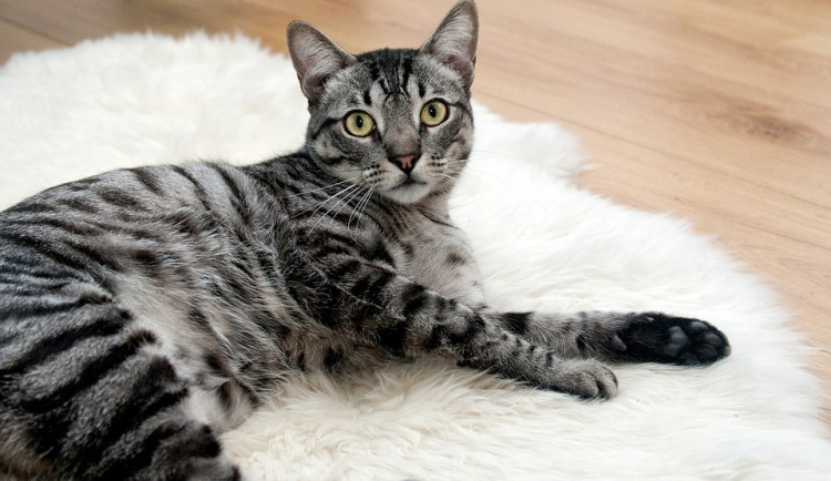 Během pandemie lidé adoptovali kočky, útulky ale budou brzy zase plné