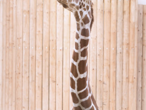 Safari park má nového samce žirafy, přicestoval až z Dánska