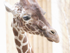 Safari park má nového samce žirafy, přicestoval až z Dánska