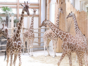 Safari park má nového samce žirafy, přicestoval až z Dánska