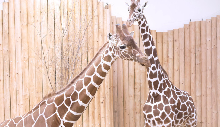 Safari park má nového samce žirafy, přicestoval až z Dánska
