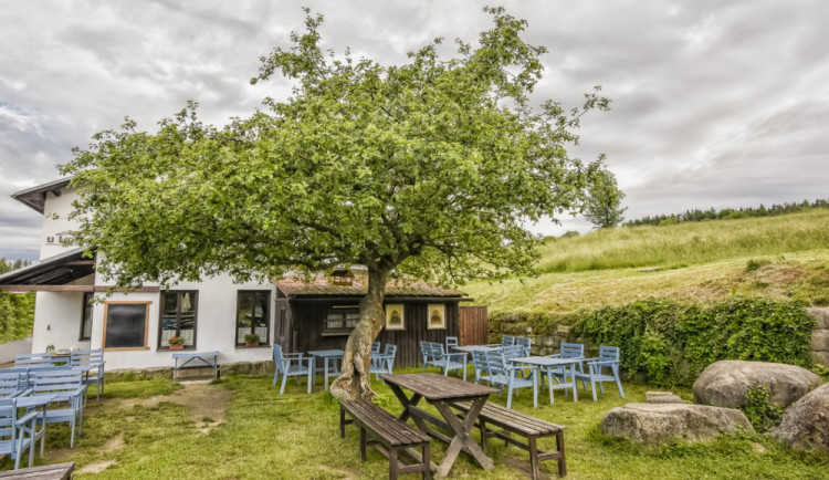 Strom roku u Lidmanů se dočkal odborné péče. Jabloň ošetřil arborista