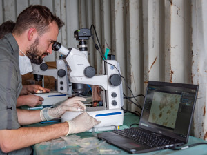 Vědci z východočeské zoo vytvořili další čtyři embrya ohrožených nosorožců. Celkem jich mají devět